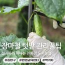 (주)일진도시환경 | 장마철 텃밭관리 오이 흰가루병 해결 절기따라 떠나는 친환경 도시농업 수업후기