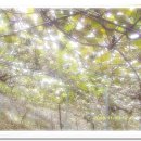 참다래집 이미지