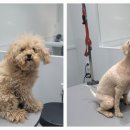 포메른 펫살롱 이미지