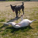 부산애견대학 이미지