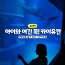 달에사는고래 | 오사카 카이규칸 고래상어 수족관 | 입장료 예약 관람시간 꿀팁 총정리