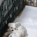 부산강아지분양앨리펫