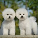 좋은강아지 이미지