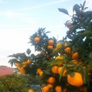 드림농원 민박 이미지