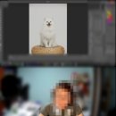 미 | [서울 송파 반려동물 프로필] 잇츠미 스튜디오 후기