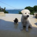 강아지랑 고양이 이미지