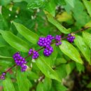 나비천사 이미지