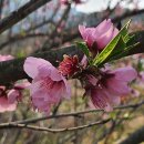 복사꽃공원 이미지