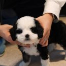 유어펫 강아지분양 고양이분양 본점 이미지