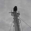 카멜리아 이미지