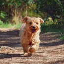 사바나동물병원 이미지