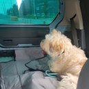 순돌이네펫택시 이미지