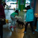 어반도그(URBAN DOG) 이미지