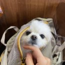 스탠퍼독 이미지