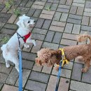 DOG깨비 강아지 미용실 이미지