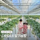 서아농장 | 경기 고양 I 서울근교 딸기체험 일산 파주 가성비 체험 다인이네 딸기 농장 가격 예약 후기