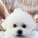 비비펫살롱 이미지