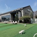 JUST DOG | [원주 애견카페] "행복한 개는 피곤하다!" 저스트도그에서 보낸 갓벽한 하루 후기 ☀️
