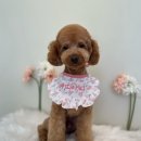 야탑 반려견 이미지