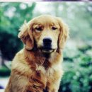 화산켄넬 이미지