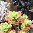 조안 농장 이미지