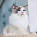 랙돌캐터리 이미지