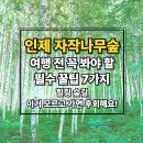 새순펜션 | 2025 인제 자작나무숲 여행 전 필독! 코스·맛집·숙소·주차 꿀팁 7가지