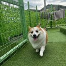 이츠펫 살롱 이미지