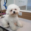 설 grooming 이미지