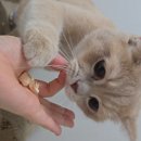 pet53다0150 | 고양이간식트릿 굿포펫 한입큐브트릿 북어 후기