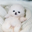 일산강아지분양 라펫 이미지