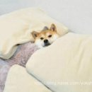 동백섬 횟집 이미지