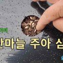 홍산마늘 주아를 심었습니다. 이미지