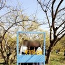 KT 전화국(원적로 399) | 경기도 이천 산수유축제 실시간 개화 일정 주차장 셔틀버스 TIP