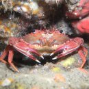 41. 홍색민꽃게(Charybdis (Charybdis) acuta)~Red swimming crab 이미지