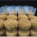 충북농기원 육성 갈색 팽이버섯‘여름향1호’대한민국우수품종상 도전 이미지