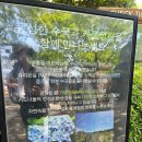 카멜리아플라워 | 5월 제주 가볼만한 곳! 카멜리아힐 수국 가득 플라워 카페 할인