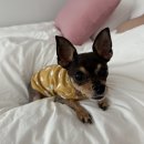 초지 359 이미지