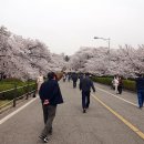 sk인천석유화학 단지내 벚꽃동산 산책(2024.4.8) 이미지