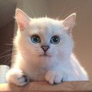 CAT 이미지