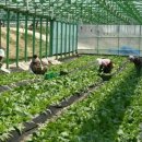 쌈채우리 이미지