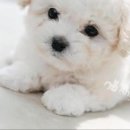 애니멀즈동물병원 이미지