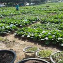 우애농장 이미지