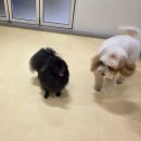 헬로우버디 판교밸리점 | 판교애견유치원 헬로우버디 판교밸리점 방문후기