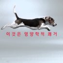 강남펫스타일 이미지