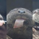 뽀시래기 이미지