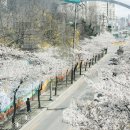 [여행정보] 덜 알려져서 한적한 서울시 벚꽃명소 이미지