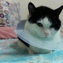 피정현 동물병원 이미지