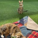 오냥오냥 고양이호텔 이미지