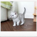 사동 | 안산 사동 브리티시숏헤어 분양 후기